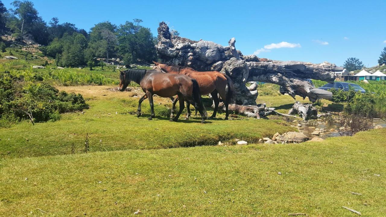 Les Chalets Et Gite Du Haut Taravo Zicavo Εξωτερικό φωτογραφία